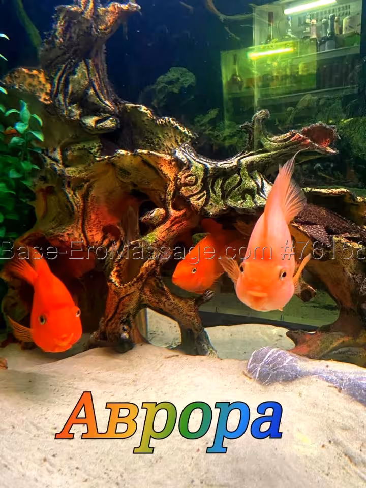 Аврора